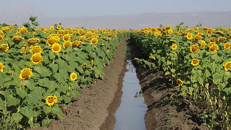 Ağrı'da ayçiçekleri boynunu büktü