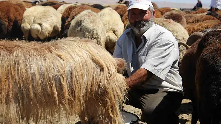 Muş Ovası'nda erkekler sağım yapıyor