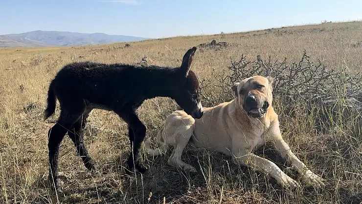 Erzurum'da 'Kral' bu kez doğum yapan eşeğin yanından ayrılmadı