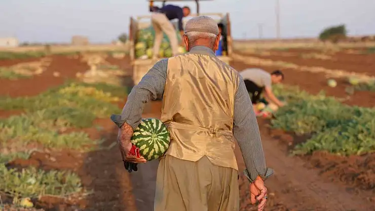 Diyarbakır karpuzunda hasat devam ediyor, üretici beklediği verimi alamadı