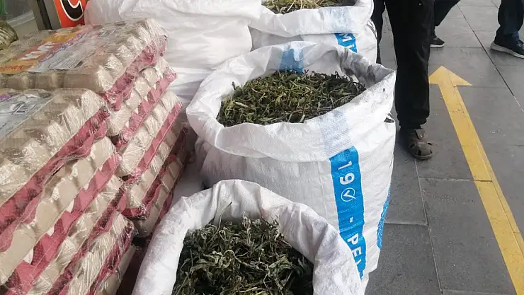 Ağrı'nın Şifalı Bitkileri: Elegez ve Diğer Şifalı Otlar Satışa Çıktı