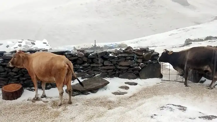Kars'ın yaylaları beyaza büründü