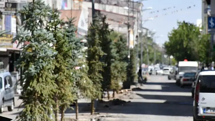 Patnos'ta tüm orta refüjlere ağaç dikiliyor