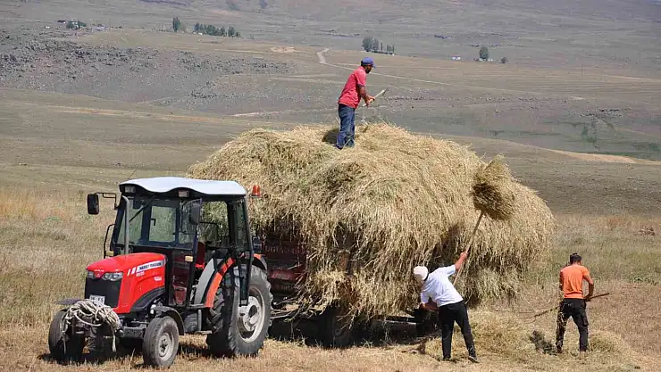 Kars'ta çiftçilerin ot toplama mesaisi