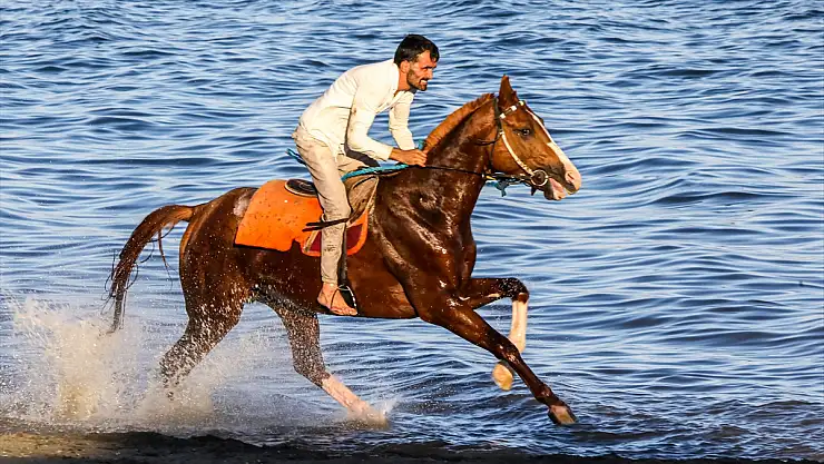 Şampiyon atlar Van Gölü'nde formda kalıyor