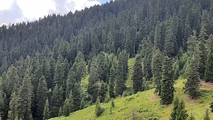 Erzurum'da ormanda kaybolan kişi bulundu