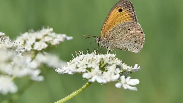 Van Gölü havzasında kelebek şöleni