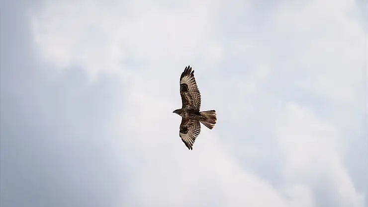 Erzurum Ovasında kızıl şahinler süzüldü