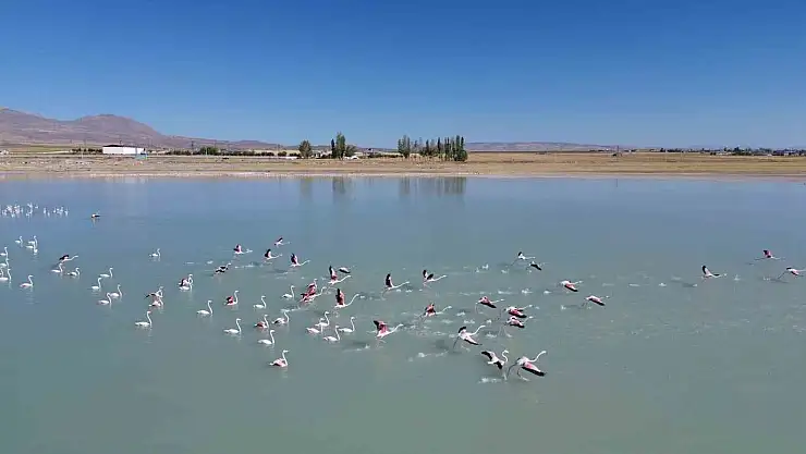 Bitlis'te Arin Gölü'nde konaklayan flamingolara büyük ilgi