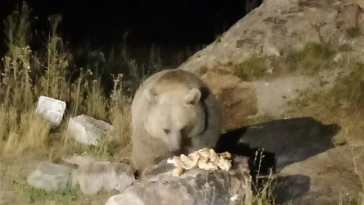 Süphan Dağı'nda karşılarına çıkan Ayı'yı dağcılar doyurdu