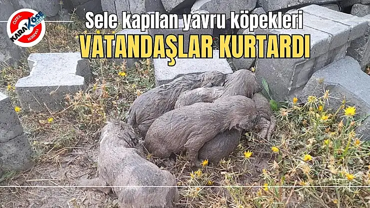 Sele kapılan yavru köpekleri vatandaşlar kurtardı