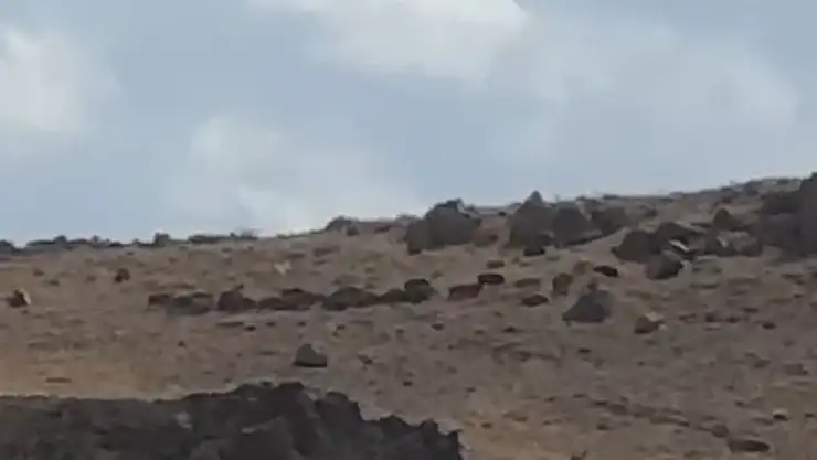 Van'da ilçeye inen domuz sürüsü görüldü