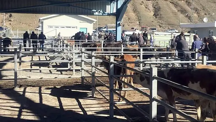Kars'a yeni hayvan pazarı