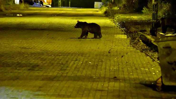 Kars'ta bozayılar evlerin bahçesine giriyor