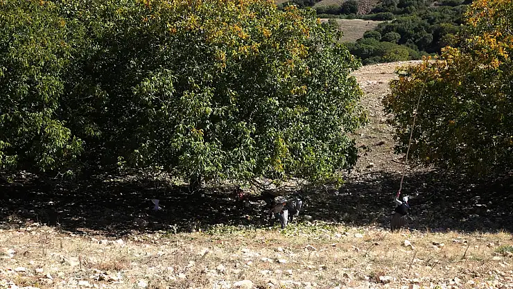 Muş'ta ceviz hasadı başladı