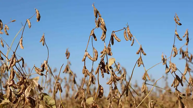 Diyarbakır'da 35 bin dekar alana soya fasulyesi ekildi
