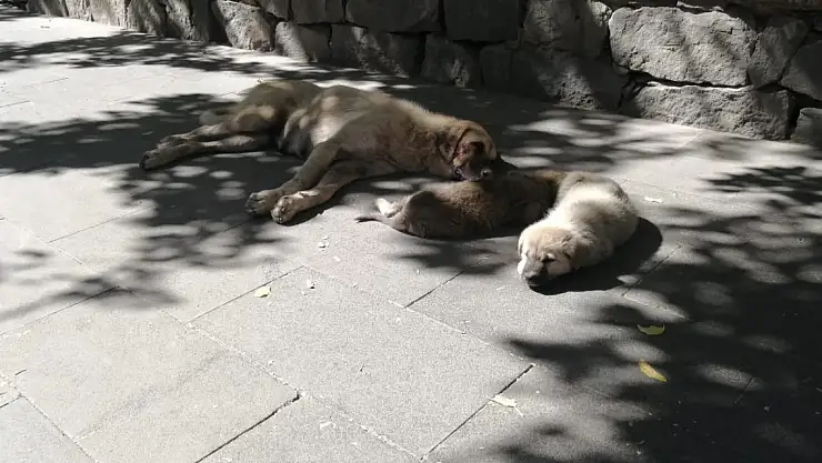 Ağrı'da Sokak Köpekleri Güneşin Keyfini Çıkarıyor