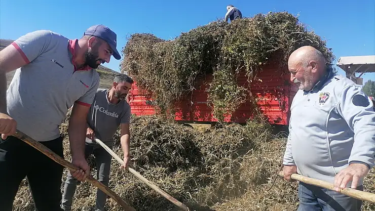 Erzurum'un tescilli Hınıs fasulyesinin hasadı başladı