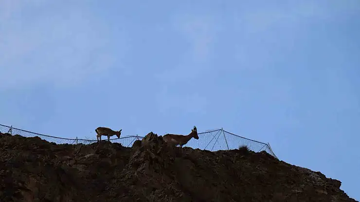 Erzurum'da yaban keçilerini köylüler koruyor