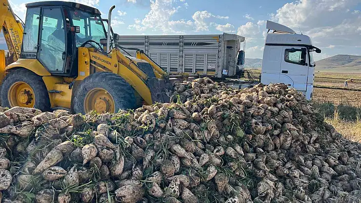 Kars'ın en sıcak ilçesi Akyaka'da pancar hasadı başladı