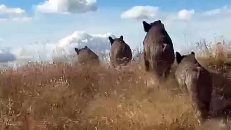 Bitlis'te domuz sürüsü yola indi