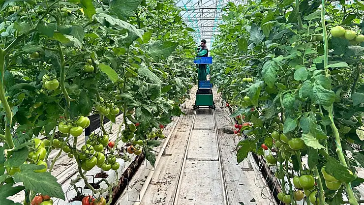 Ağrı'nın Yeni Markası: Diyadin Domatesi