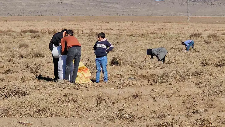 Bitlis'te bir çiftçi patatesleri bedava dağıttı
