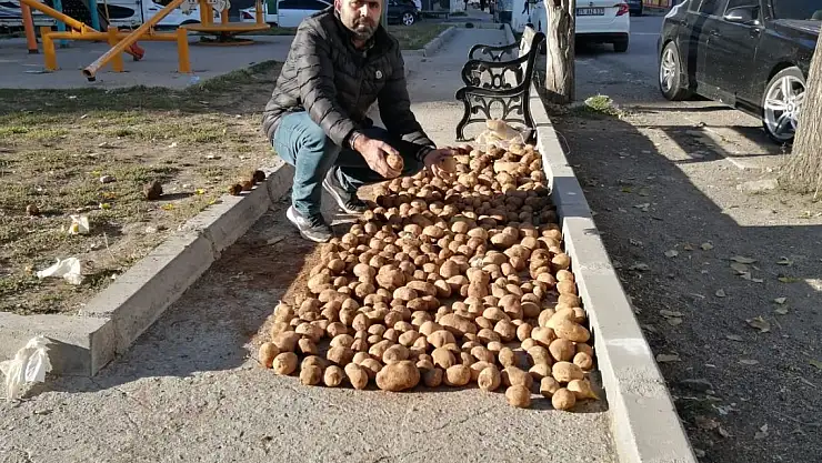 Ağrı'da Kış Hazırlıkları: Patatesler Güneşe Seriliyor