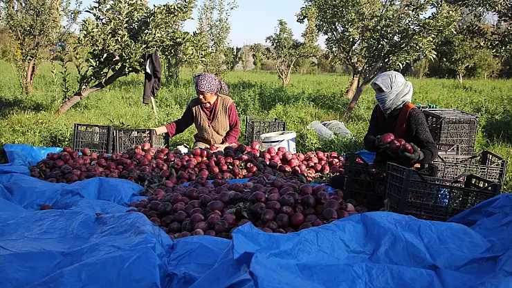 Iğdır'da dağ elması hasadı başladı