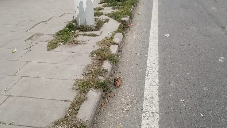 Ağrı'da Yol Kenarına Dökülen Şeker Pancarları Sürücüleri Tedirgin Ediyor