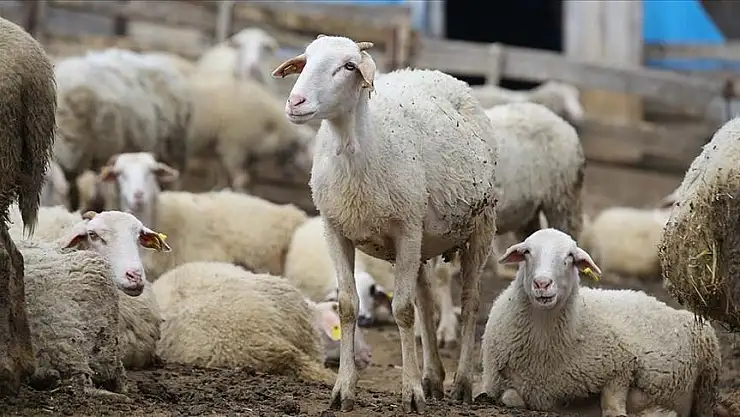 Hayvancılık Destekleme Sistemi başvuru ve ödemelerde kolaylık sağlayacak
