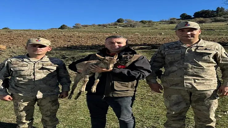 Erzurum'da Yaban Keçi Yavrusu Kartal Saldırısına Uğradı