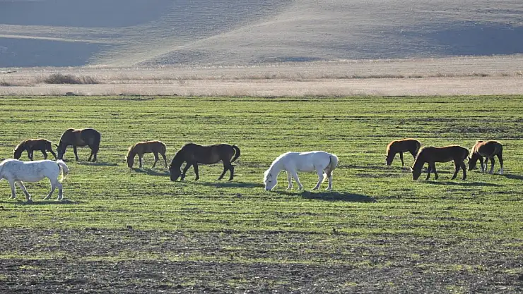 Kars'ta Yılkı Atları Kameralara Yansıdı