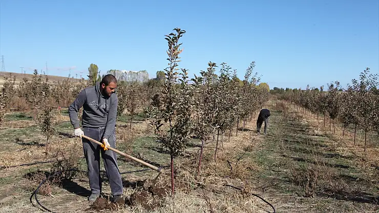 Bitlis'te devletten aldığı destekle arazisine 3 bin 500 fidan dikti