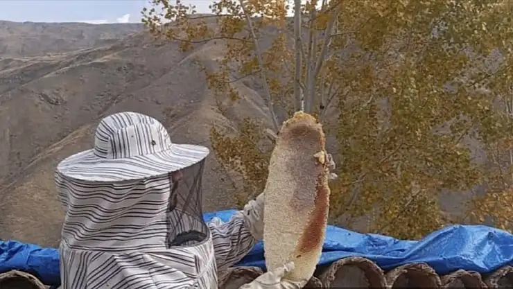 Van'da karakovan balı hasadına başlandı