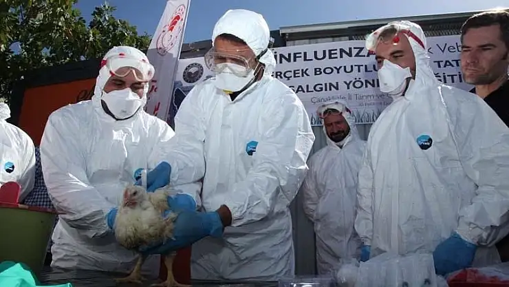 Türkiye'de kuş gribi vakaları göçmen su kuşları kaynaklı ortaya çıkıyor