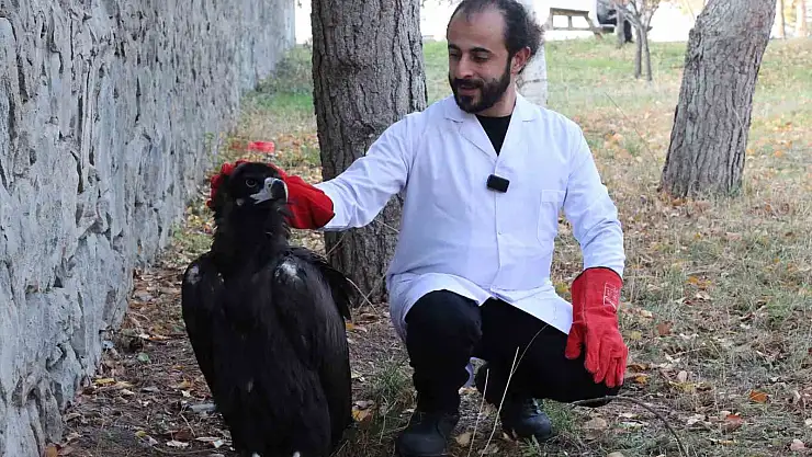 Erzurum'da bitkin bulunan kara akbaba tedavi altına alındı