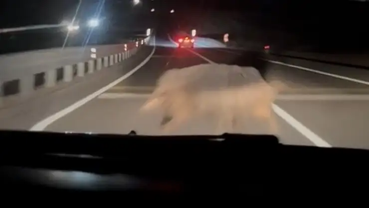 Diyarbakır'da otomobil yola çıkan domuza çarptı