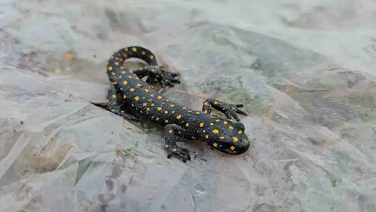 Muş'ta evinin musluğundan semender çıktı
