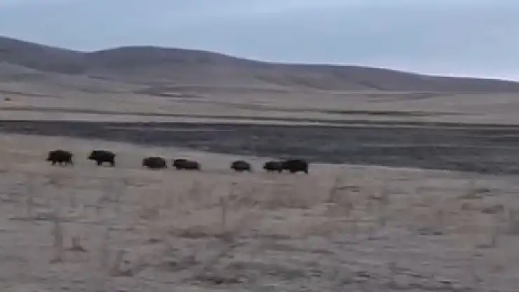 Kars'ta domuz sürüsü köye indi
