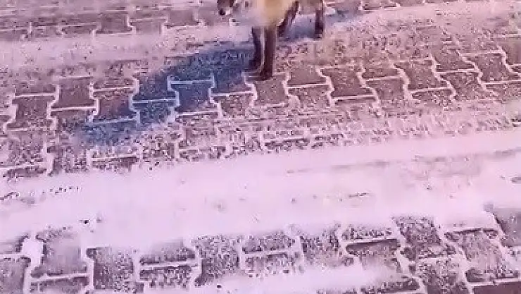 Kars'ta tilki ve vatandaşın samimi diyaloğu gülümsetti