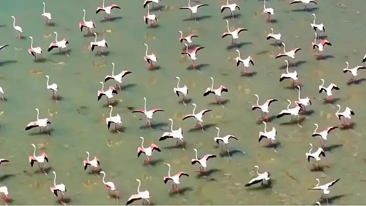 Flamingolar Van Gölü havzasını mesken tuttu