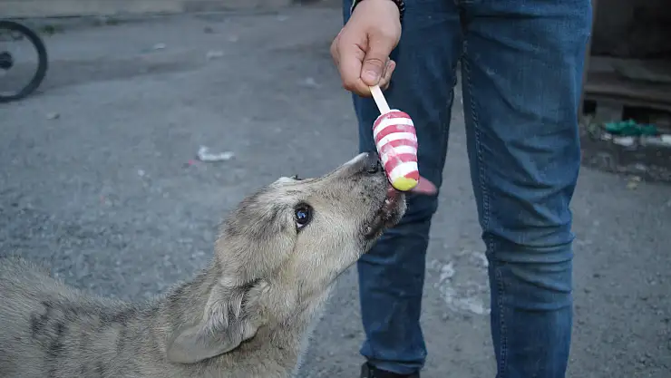 Dondurmasını Köpekle Paylaştı