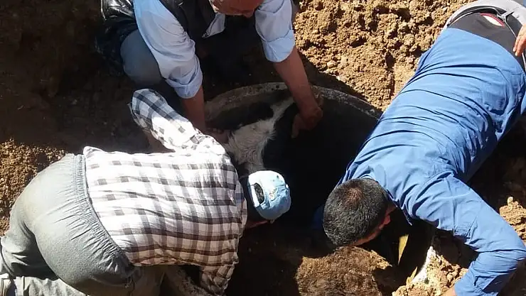 Ağrı'da Kuyuya Düşen Dana İtfaiye Ekipleri Tarafından Kurtuldu