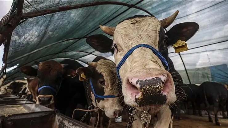 2025 Kurban Bayramı Ne Zaman? Kurban Bayramı tatili kaç gün, 9 gün mü olacak? Bayrama ne kadar kaldı?
