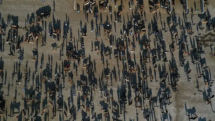 2025'te Ağrı'dan 140 bin kurbanlık sevk edildi