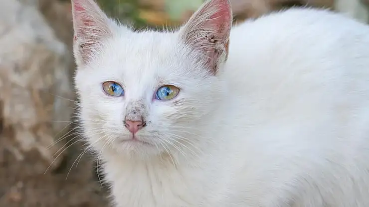 Ağrı'da kedi kurtarma operasyonu