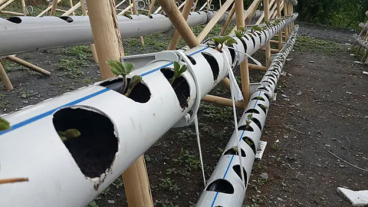 En ilginç çilek yetiştirme şekli