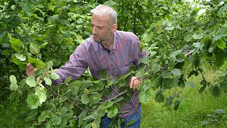 Bu yıl fındık üretimi düşecek