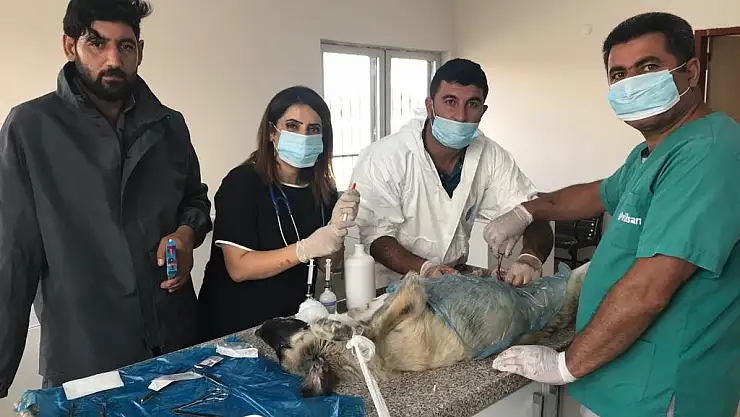 Ağrı'da sokak hayvanları kısırlaştırılıyor